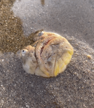 651cf1e6b01b78fdb8ef64e69741c294_1717765321_1446.gif